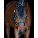 1" HORSE METALLIC BLACK / TURQUOISE PADDED HALTER W / STAINLESS STEEL HARDWARE