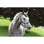 1" HORSE BLACK / WHITE PADDED HALTER W / STAINLESS STEEL HARDWARE