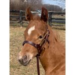 DOUBLE CROWN FOAL HALTER WITH PLATE