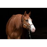 HORSE PURPLE ARROWS SAFETY HALTER