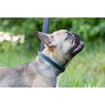 HAVANA / TURQUOISE SMALL PADDED LEATHER DOG COLLAR